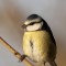 Blue Tit, The Spinnies.